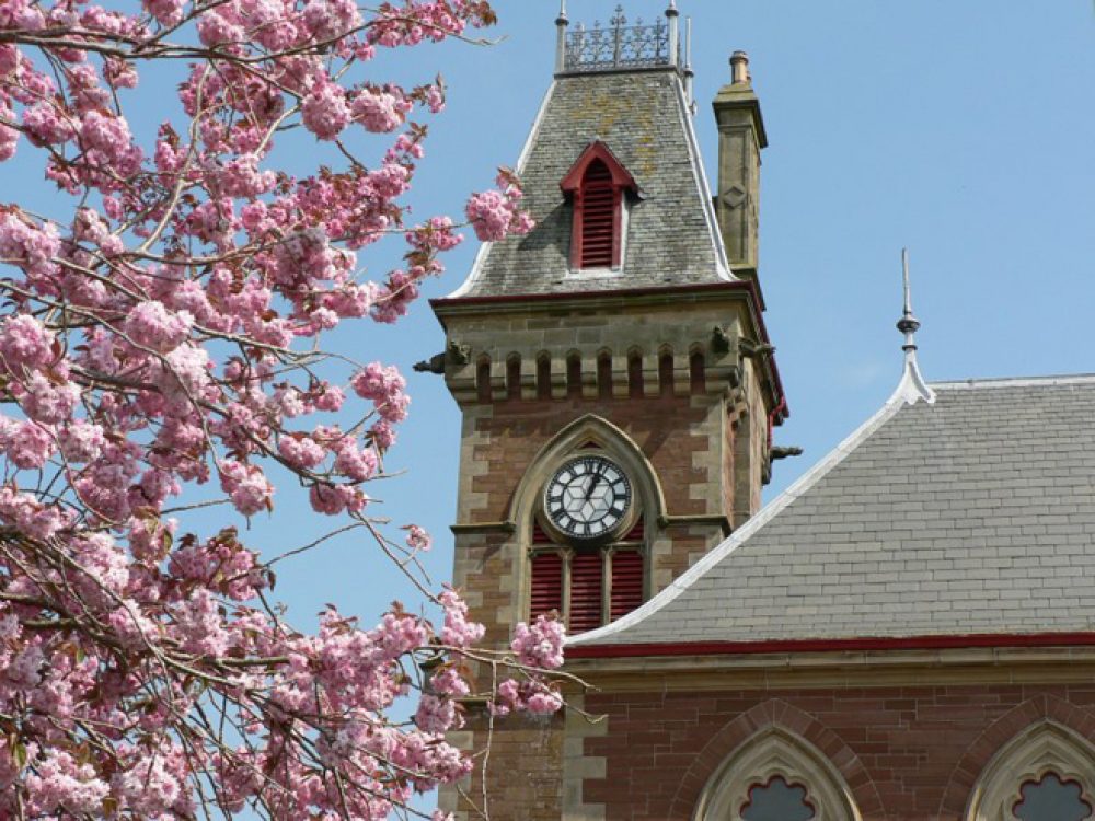 cherry blossom and clock tower