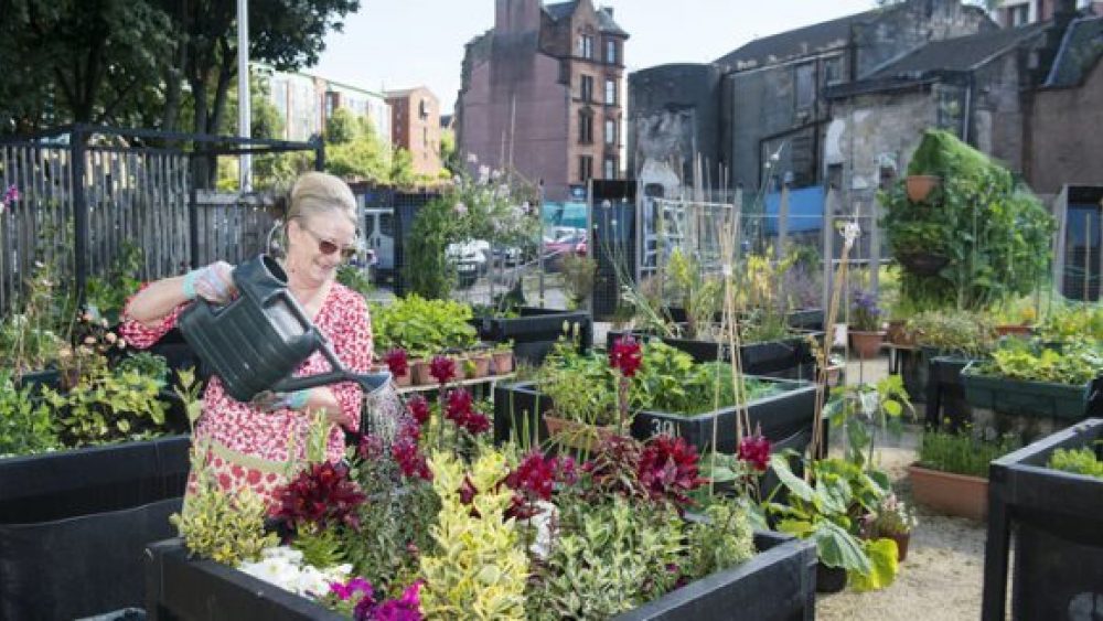 community garden on a stalled space